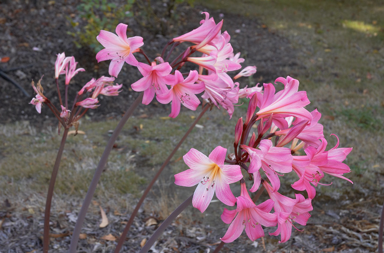 Amaryllis Belladonna flowers