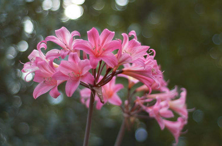 Amaryllis Belladonna flowers