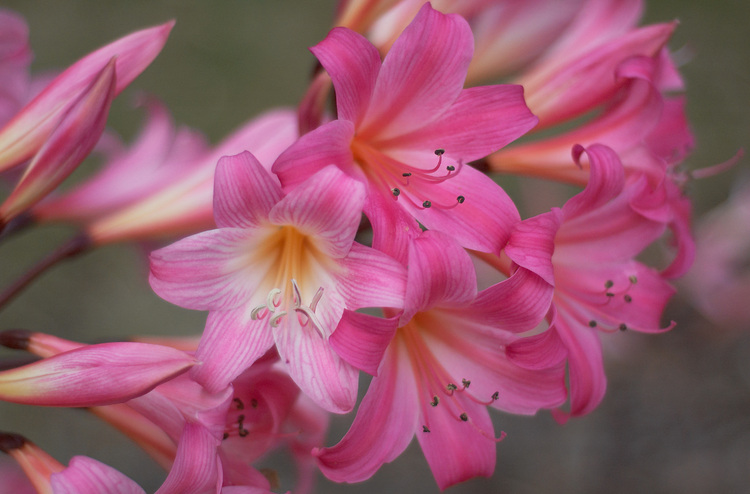 Amaryllis Belladonna flowers