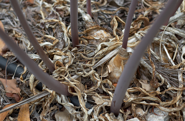 Amaryllis Belladonna bulbs and flower stems