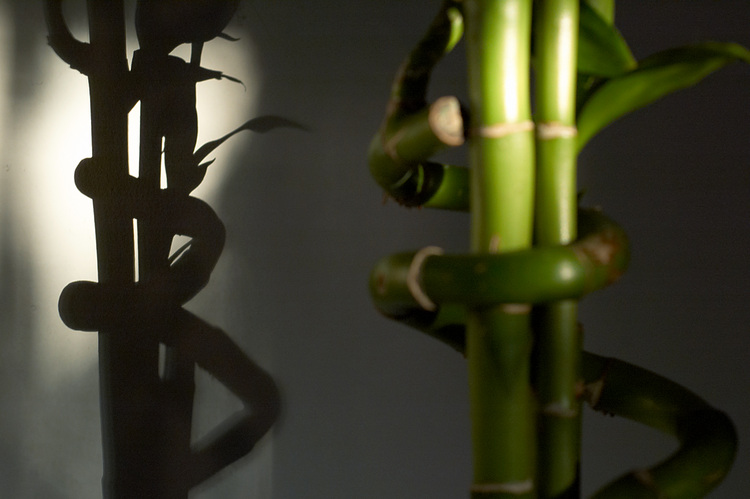 A potted bamboo plant and its shadow