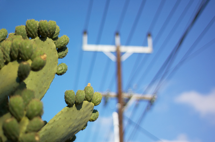 Prickly pear with a Stobie pole in the background