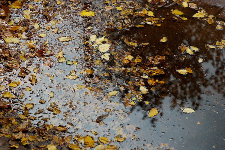 Early autumn leaves floating in a puddle