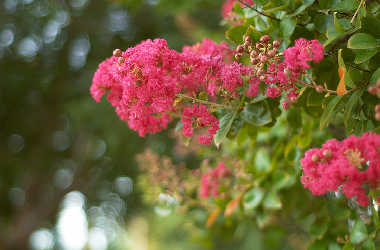 Crepe Myrtle flowers in summer
