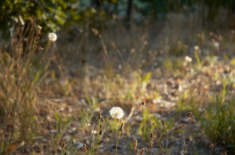 Late afternoon sun on dandelions