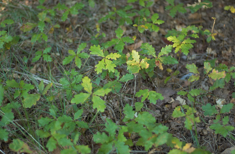 Oak seedlings covering the ground