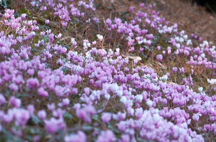 A mass display of cyclamen flowers