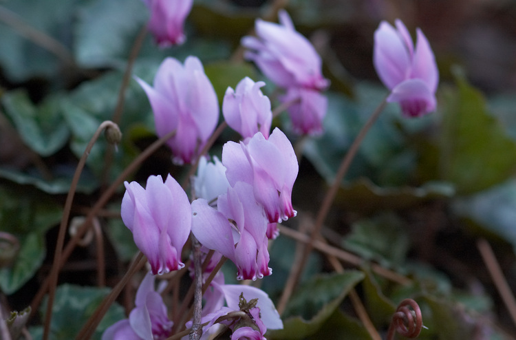 Closeup of Cyclamen flowers