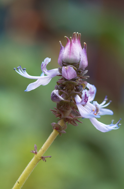 Closeup of a sage flower