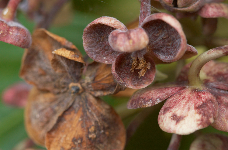 Closeup of dying Hydrangea flowers