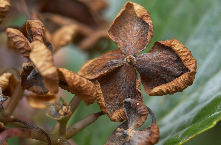 Closeup of dying Hydrangea flowers
