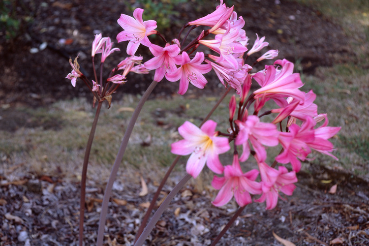 Amaryllis Belladonna flowers