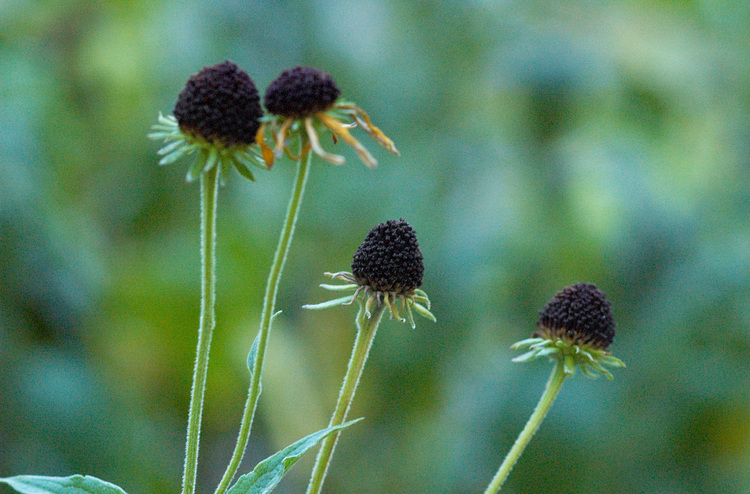 Closeup of flowers with the petals fallen off