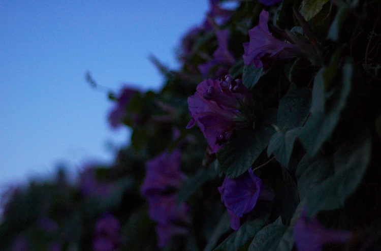 Morning Glory flowers at dusk
