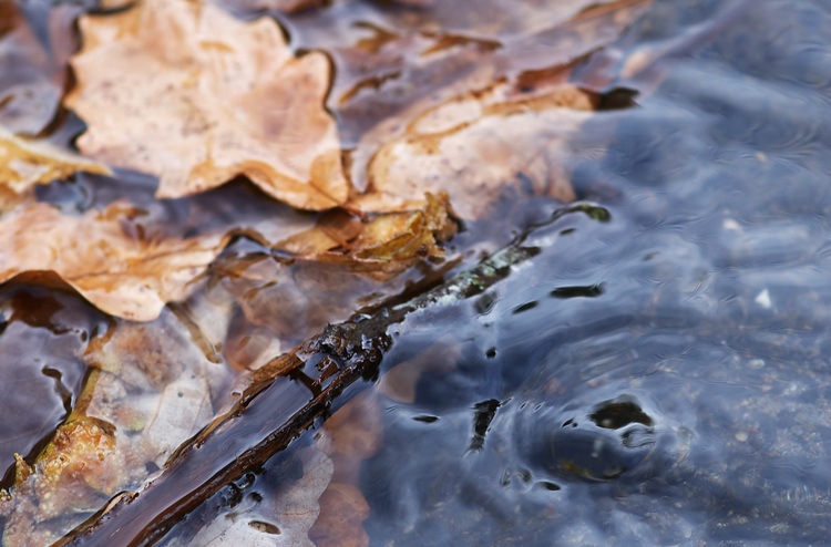A stick and autumn leaves in water