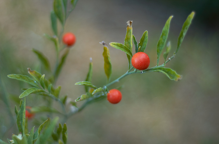 Closeup of small red fruit