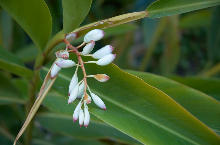 white ginger lily