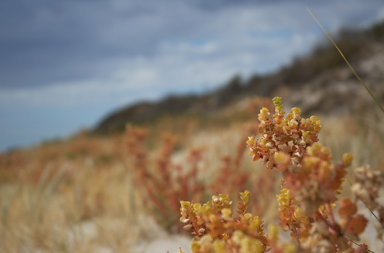 Closeup of sand dune vegetation