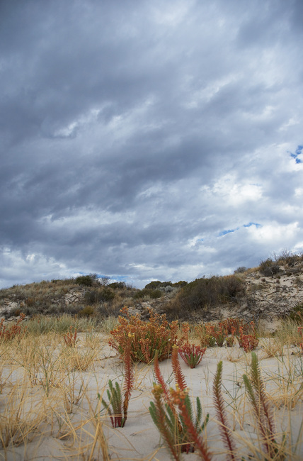 Sand dune with plants in the foreground