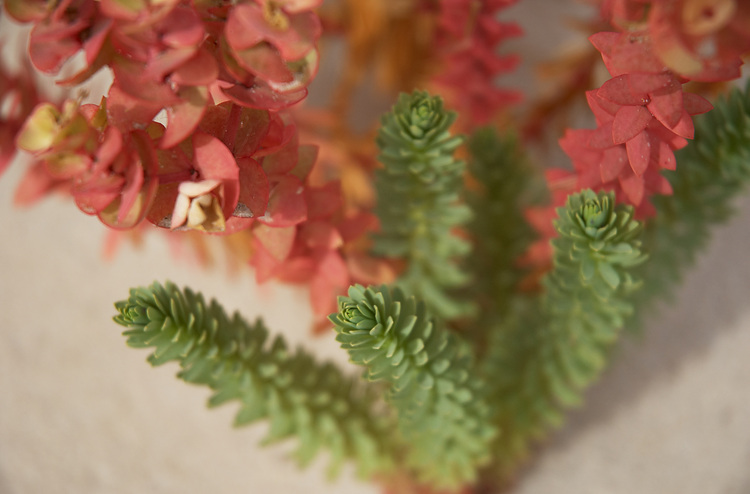 Closeup of sand dune vegetation