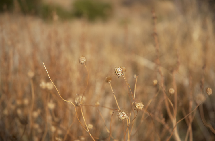 Dried seed heads