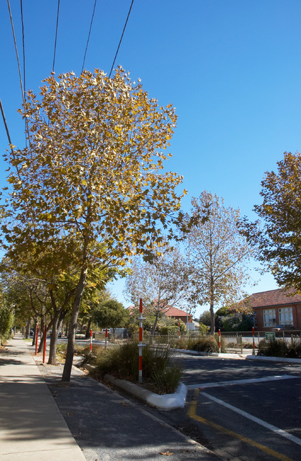 An autumn streetscape