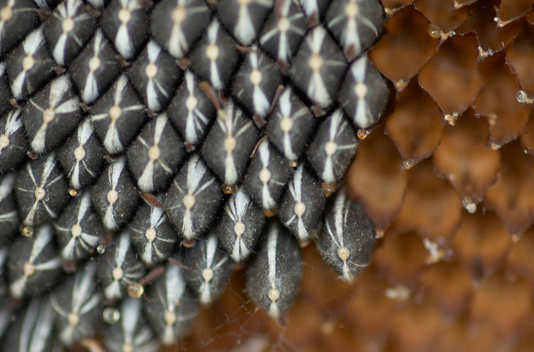 Closeup of dried Sunflower seeds