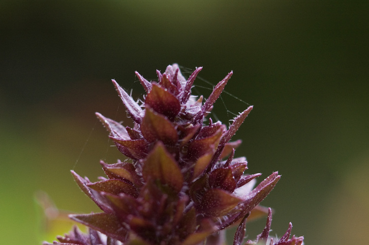 Closeup of the tip of a salvia flower
