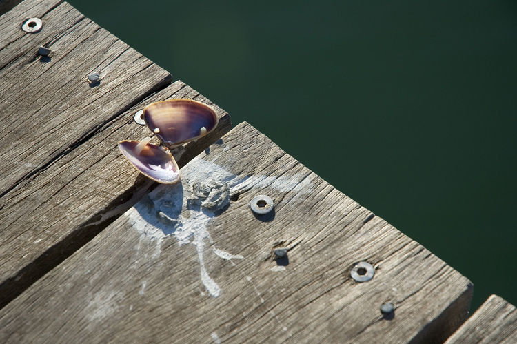 Closeup of a shell on wooden boards