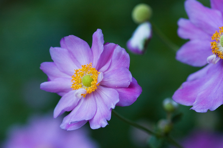 Closeup of pink Japanese Anemone flowers