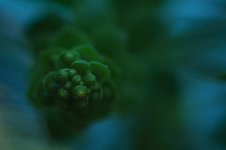 Closeup of buds of a succulent plant