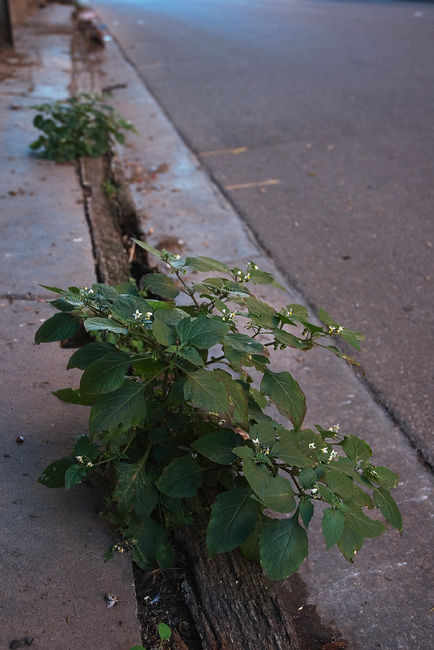 Weeds on a deserted street