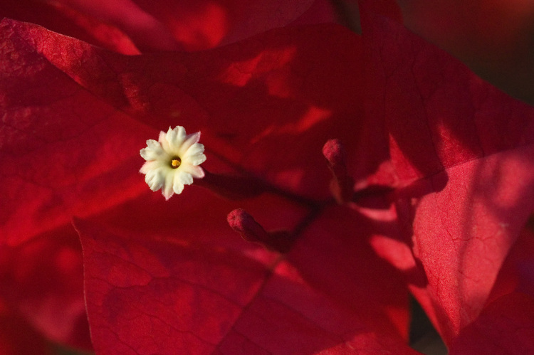 Closeup of a Bougainvillea flower
