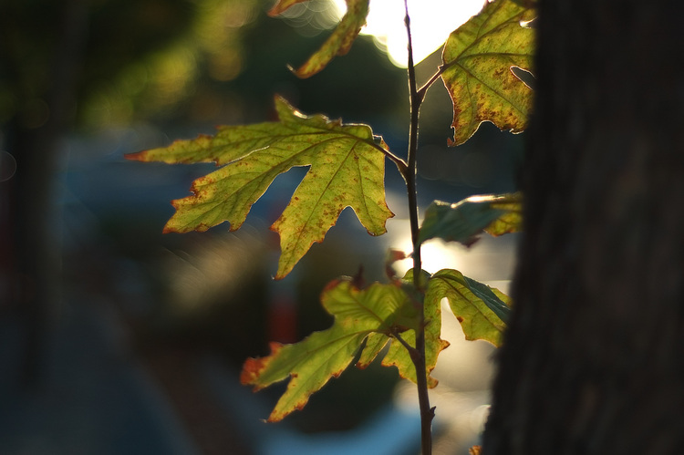 Closeup of Plane tree leaves, backlit by the sun