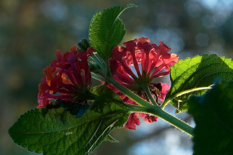 Closeup of Lantana flowers from below