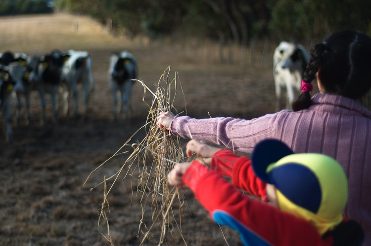 Hands holding out dried grass to feed cows