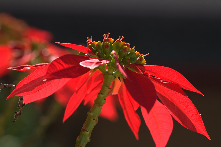 Closeup of a bright red flower