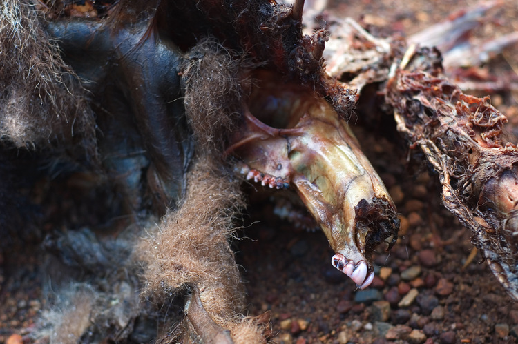 Closeup of the carcass of a kangaroo or wallaby