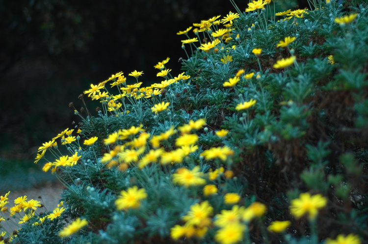 A yellow daisy bush