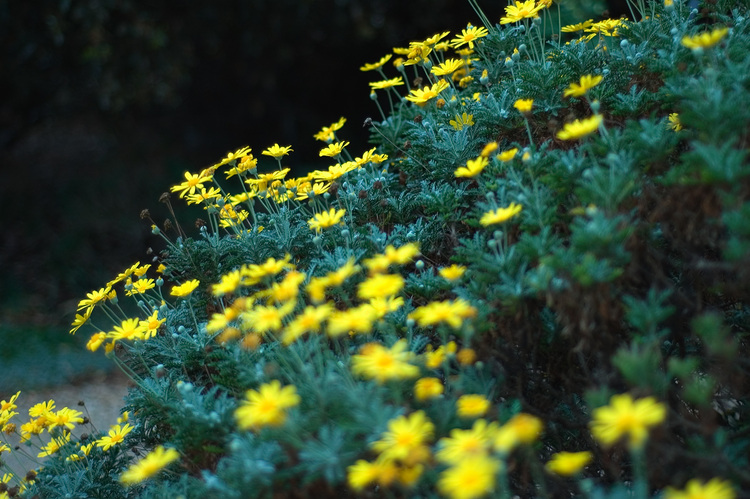 Yellow+daisies+pictures