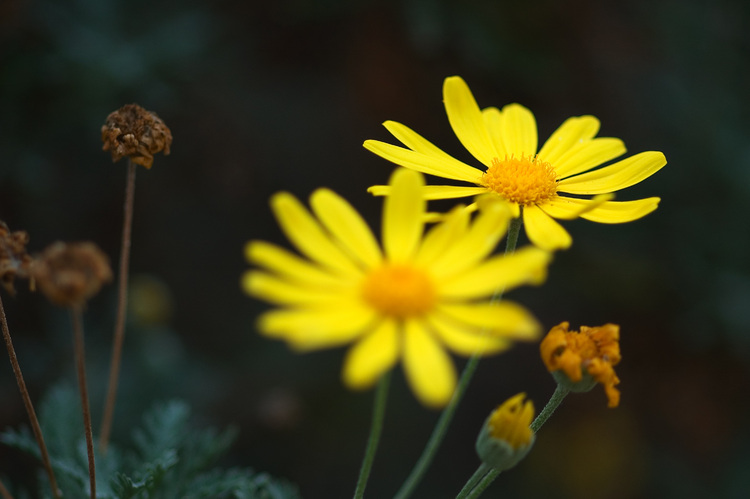 Closeup of yellow daisy flowers