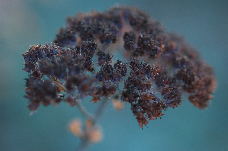 A dried sedum seedhead