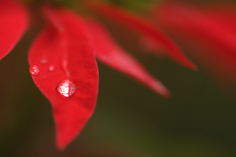 Drops of rain on a poinsettia bract