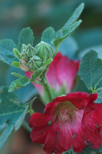 Closeup of a Hollyhock flower and buds