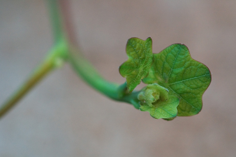 The tip of a Nasturtium runner