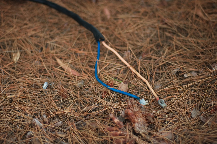 A pair of wires sitting on a bed of pine needles