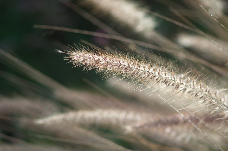 Closeup of fluffy grass seeds