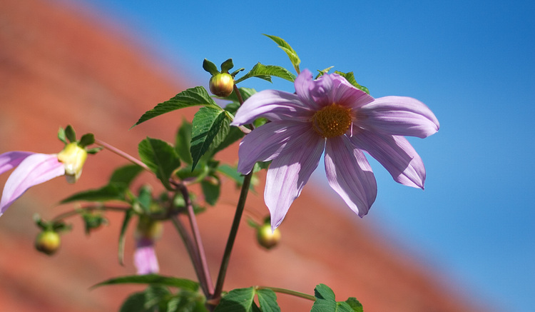 Tree Dahlia flower against the sky