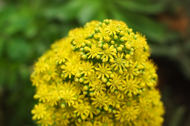 A large head of tiny yellow flowers