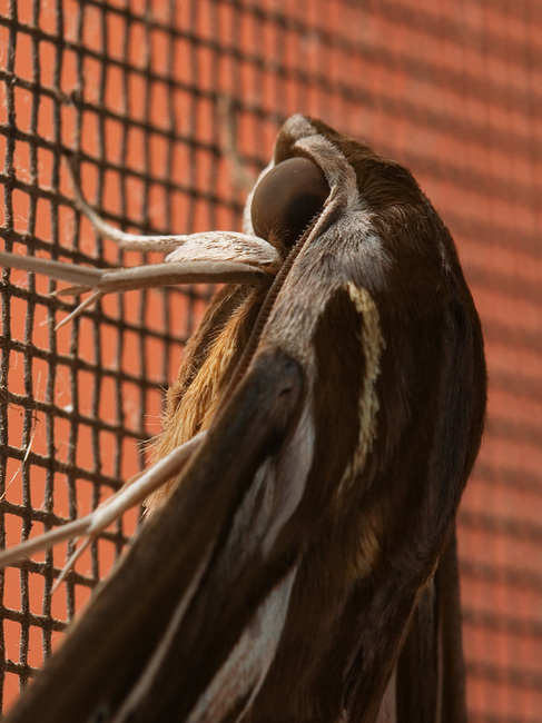 Extreme closeup of a moth